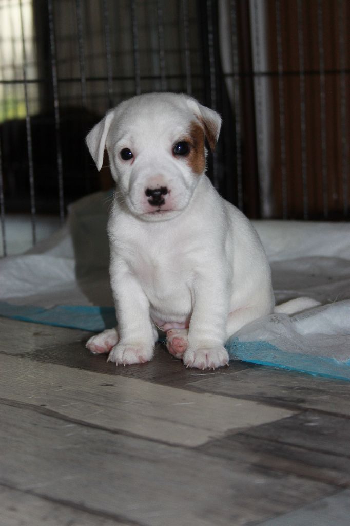 Des Terres Du Temple - Chiot disponible  - Jack Russell Terrier