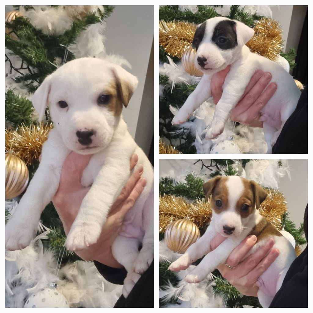 chiot Jack Russell Terrier Des Terres Du Temple