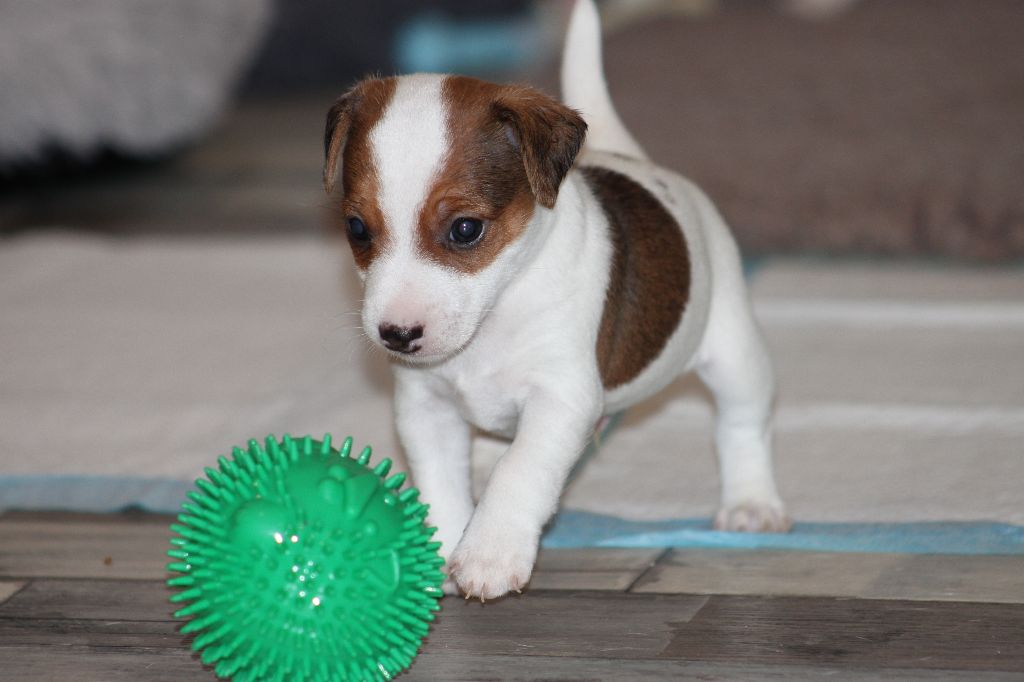 Des Terres Du Temple - Chiot disponible  - Jack Russell Terrier