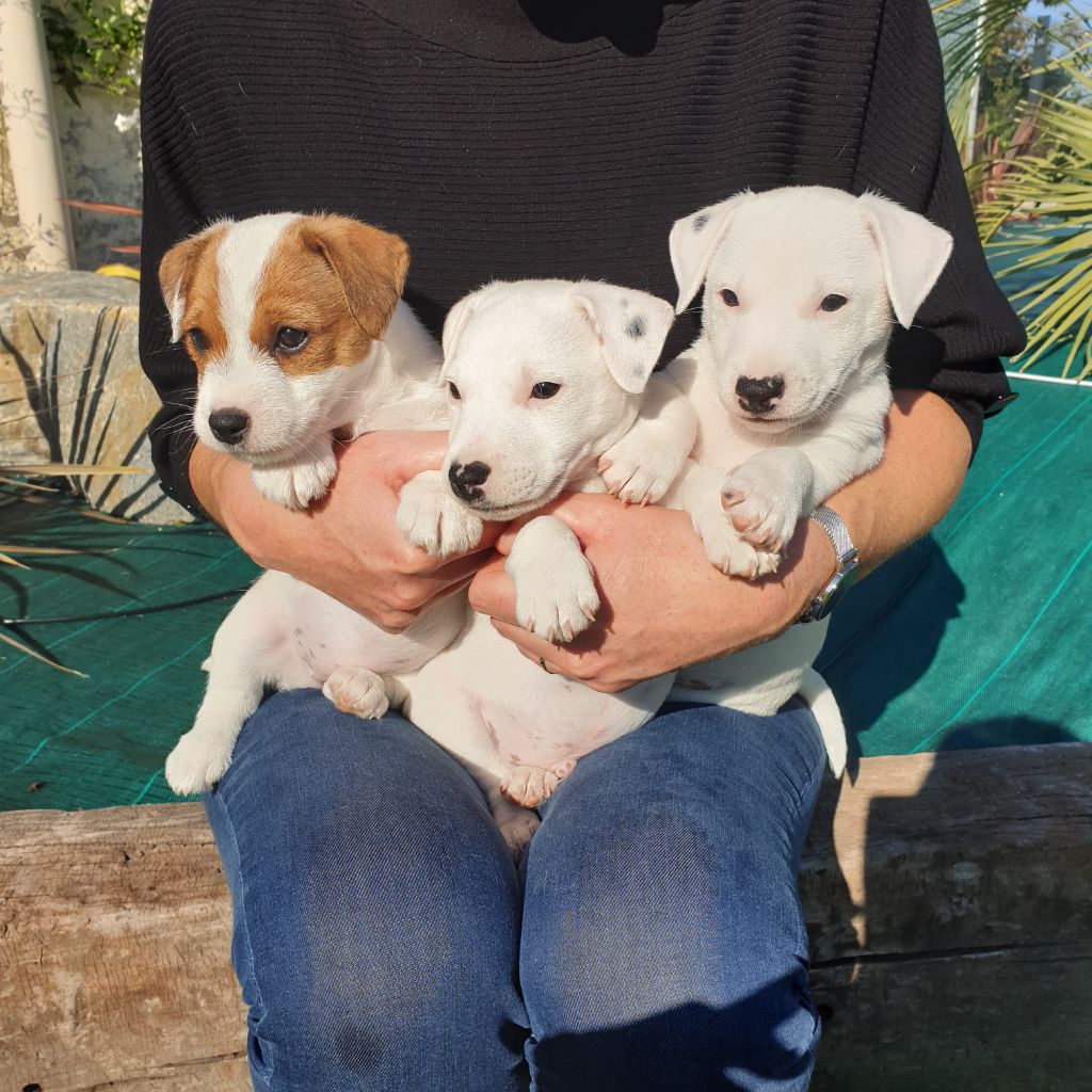 chiot Jack Russell Terrier Des Terres Du Temple